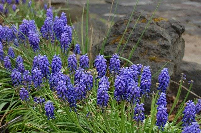 Gratis download Muscari Flowers Blue - gratis foto of afbeelding om te bewerken met GIMP online afbeeldingseditor