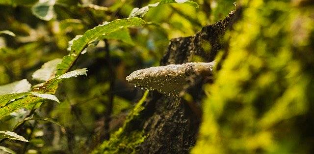 قم بتنزيل Mushroom Droplet Water - صورة مجانية أو صورة مجانية ليتم تحريرها باستخدام محرر الصور عبر الإنترنت GIMP