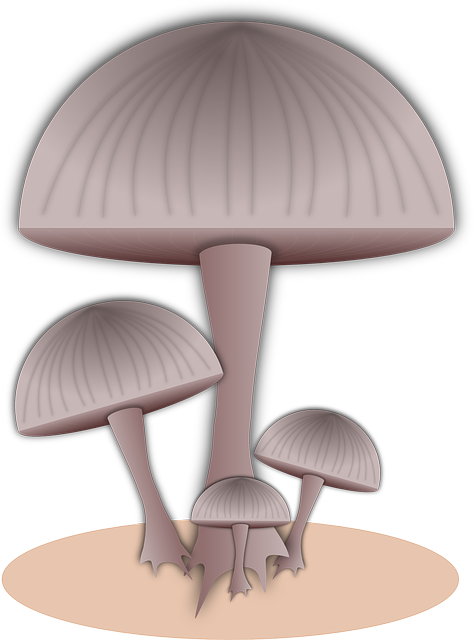 Free download Mushroom Food - Free vector graphic on Pixabay free illustration to be edited with GIMP free online image editor