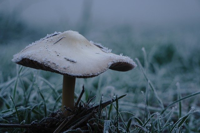 Kostenloser Download Mushroom Frost - kostenloses kostenloses Foto oder Bild zur Bearbeitung mit GIMP Online-Bildbearbeitung