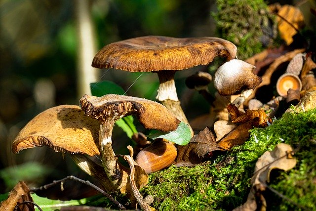 Free download mushrooms fall forest nature free picture to be edited with GIMP free online image editor