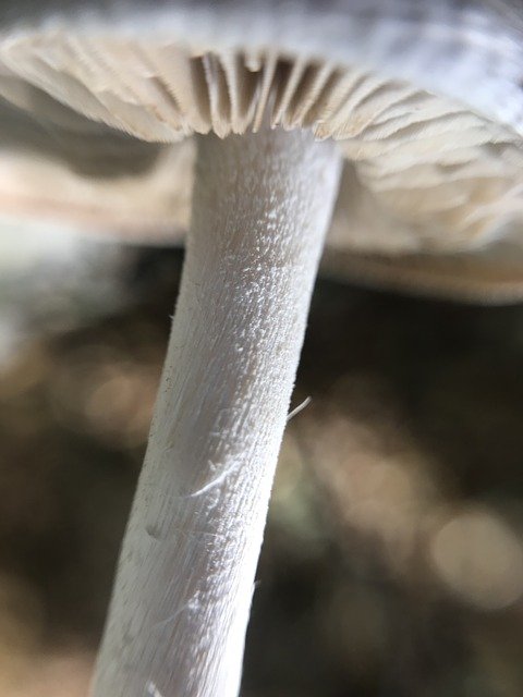 免费下载 Mushrooms Macro Forest - 使用 GIMP 在线图像编辑器编辑的免费照片或图片