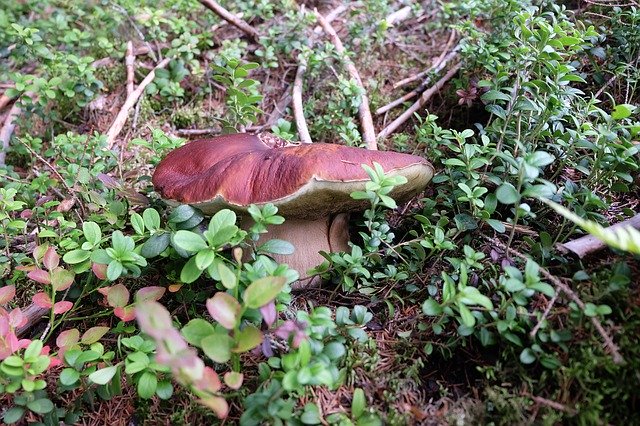 Gratis download Mushrooms Mushroom Boletus - gratis foto of afbeelding om te bewerken met GIMP online afbeeldingseditor