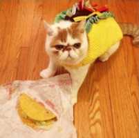 Free download My burito cat free photo or picture to be edited with GIMP online image editor