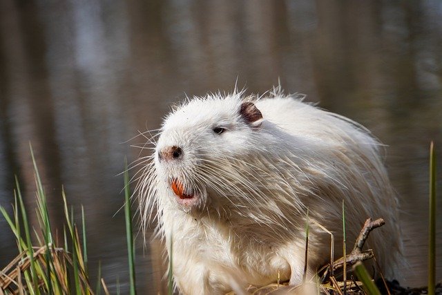 Free download myocastor coypus american nutria free picture to be edited with GIMP free online image editor