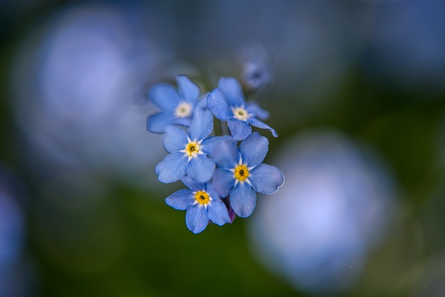 Free download myosotis forget me not free picture to be edited with GIMP free online image editor