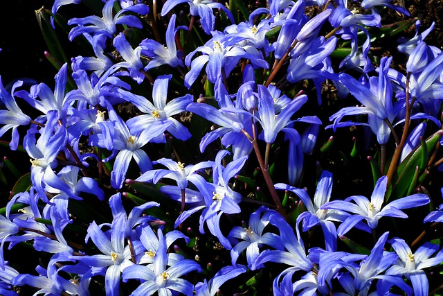 Free download my stars flowers blue decorative free picture to be edited with GIMP free online image editor