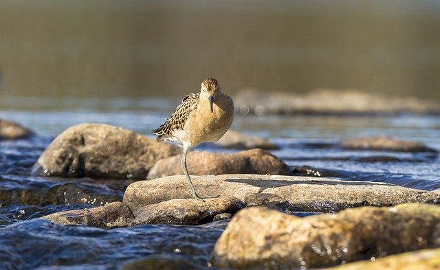 Free download nature animal bird wader swamp free picture to be edited with GIMP free online image editor