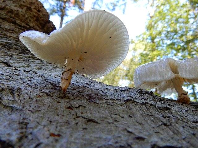 Muat turun percuma Nature Autumn Mushroom Tree - foto atau gambar percuma percuma untuk diedit dengan editor imej dalam talian GIMP