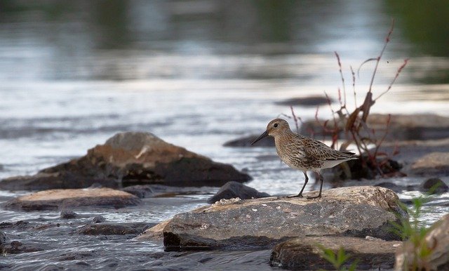 Free download nature bird river wader wildlife free picture to be edited with GIMP free online image editor