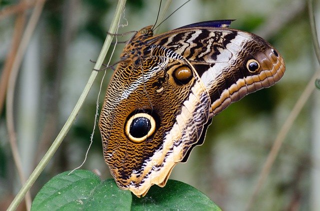 Muat turun percuma templat foto percuma Nature Butterfly Bug untuk diedit dengan editor imej dalam talian GIMP