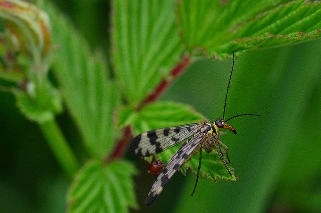 Безкоштовно завантажте Nature Communis Male Close - безкоштовну фотографію чи зображення для редагування за допомогою онлайн-редактора зображень GIMP