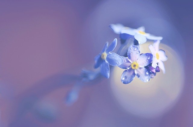 Free download nature flower forget me not free picture to be edited with GIMP free online image editor