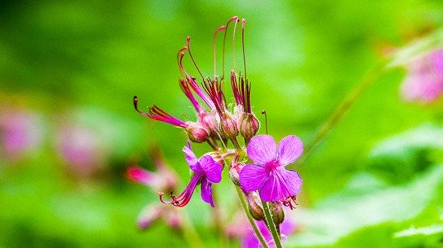 免费下载 Nature Flower Green - 使用 GIMP 在线图像编辑器编辑的免费照片或图片