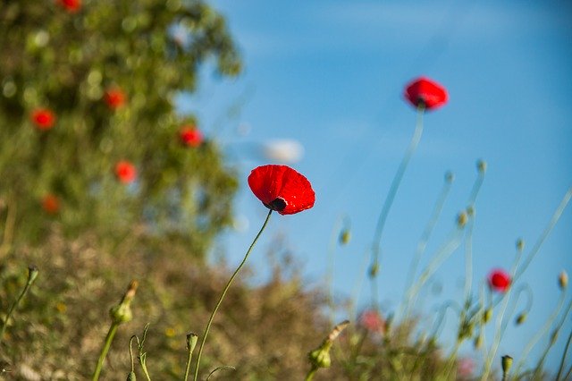 Descarga gratuita Naturaleza Flores Rojas - foto o imagen gratis para editar con el editor de imágenes en línea GIMP