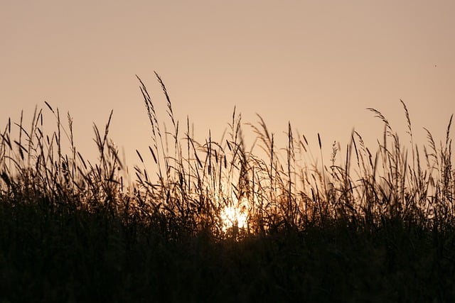 Téléchargement gratuit d'une image gratuite de nature graminées prairie champ coucher de soleil à modifier avec l'éditeur d'images en ligne gratuit GIMP