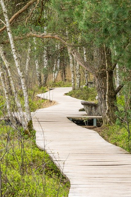 Free download nature path boardwalk forest free picture to be edited with GIMP free online image editor