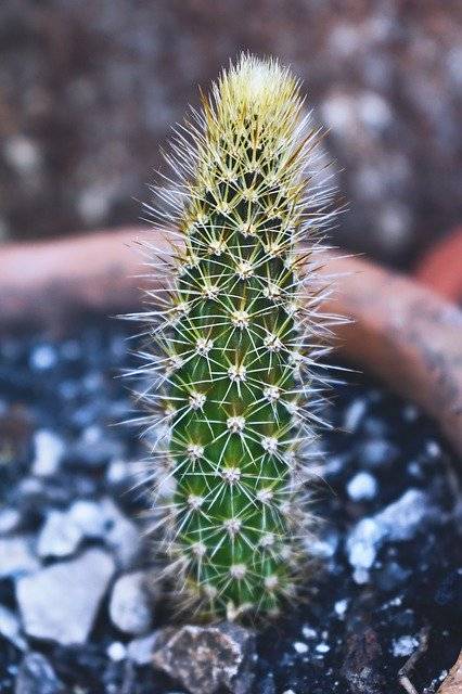 Téléchargement gratuit de Nature Plant Captus - photo ou image gratuite à éditer avec l'éditeur d'images en ligne GIMP