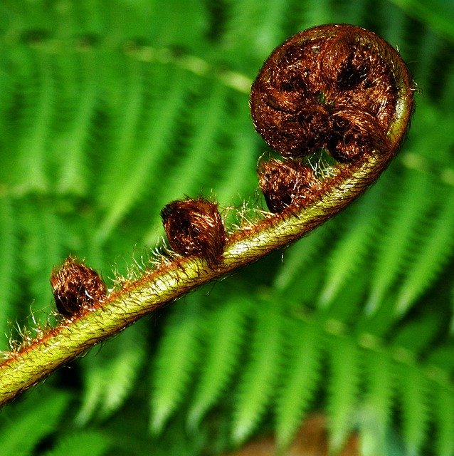 ดาวน์โหลด Nature Plant Fern ฟรี - ภาพถ่ายหรือรูปภาพที่จะแก้ไขด้วยโปรแกรมแก้ไขรูปภาพออนไลน์ GIMP