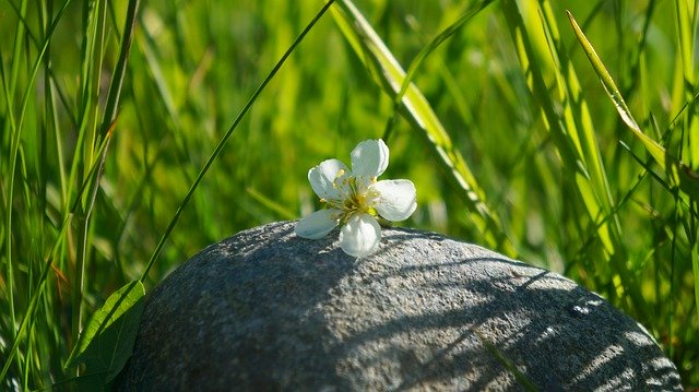 Download gratuito Natura Piante Erba - foto o immagine gratis da modificare con l'editor di immagini online di GIMP