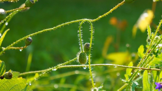 تنزيل مجاني لـ Nature Plants Poppy - صورة أو صورة مجانية يمكن تحريرها باستخدام محرر الصور عبر الإنترنت GIMP