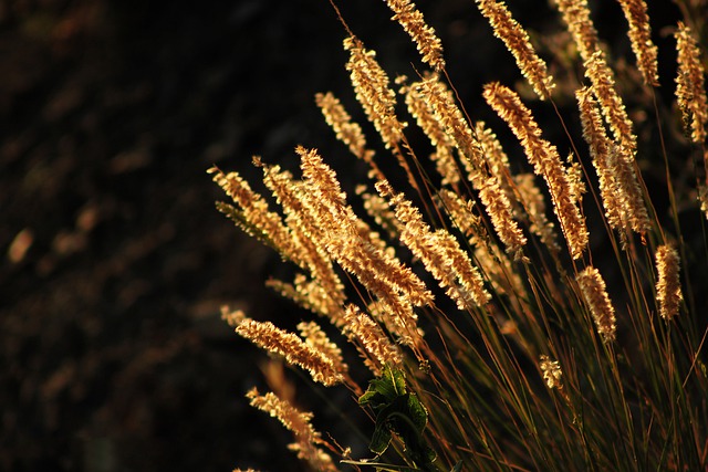 Free download nature plants summer field growth free picture to be edited with GIMP free online image editor