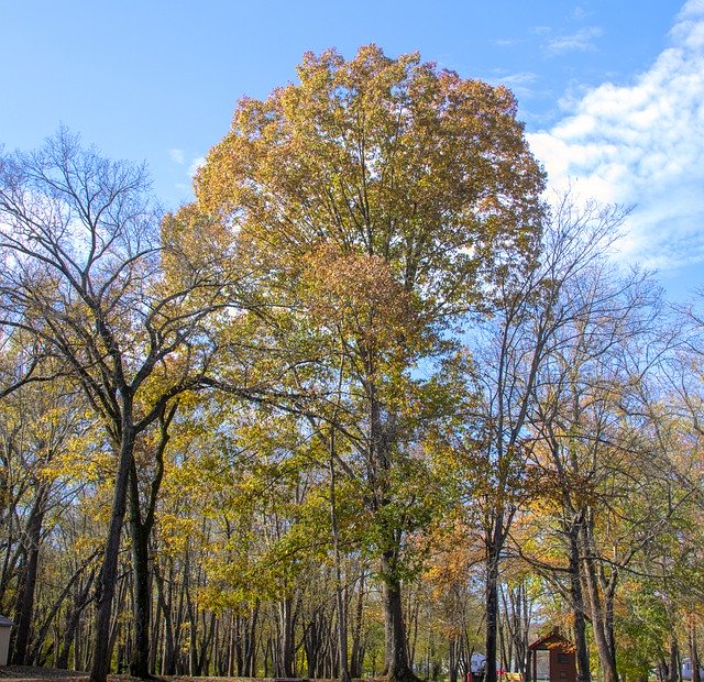 Скачать бесплатно Nature Scenic Tree - бесплатное фото или изображение для редактирования с помощью онлайн-редактора изображений GIMP