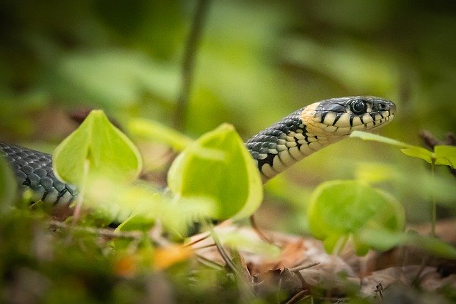 Free download nature snake animal forest species free picture to be edited with GIMP free online image editor