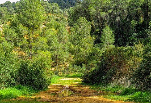 Free download nature tree landscape wood summer free picture to be edited with GIMP free online image editor