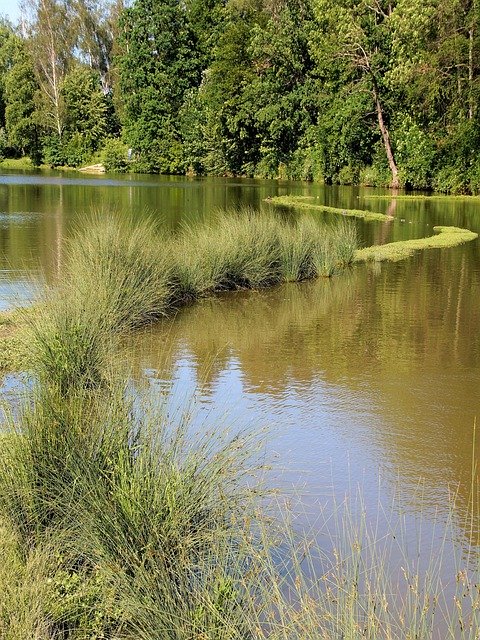 免费下载 Nature Tree Pond - 可使用 GIMP 在线图像编辑器编辑的免费照片或图片