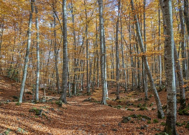 Free download nature trees landscape autumn free picture to be edited with GIMP free online image editor