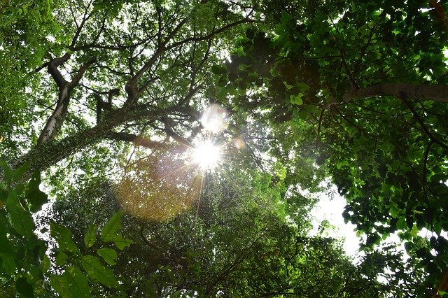 ফ্রি ডাউনলোড নেচার ট্রি সানশাইন - জিআইএমপি অনলাইন ইমেজ এডিটরের মাধ্যমে বিনামূল্যে ছবি বা ছবি সম্পাদনা করা হবে