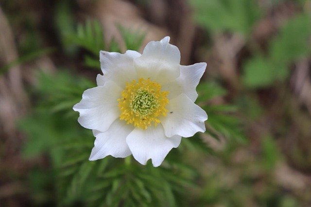 Ücretsiz indir Doğa Kır Çiçeği Withe Flowers - GIMP çevrimiçi resim düzenleyiciyle düzenlenecek ücretsiz fotoğraf veya resim