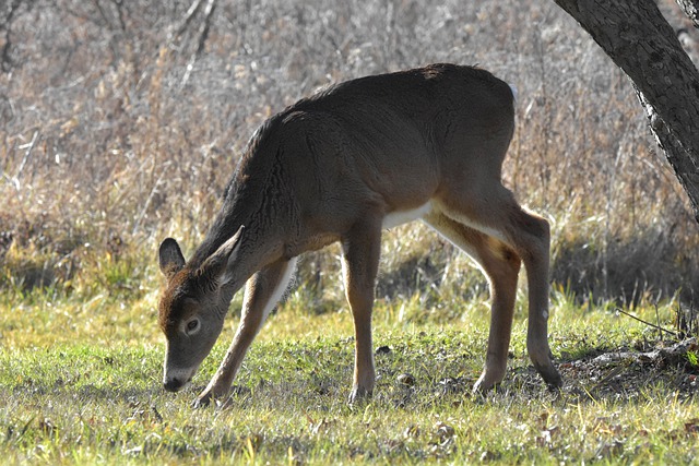 Free download nature wildlife mammal wild deer free picture to be edited with GIMP free online image editor