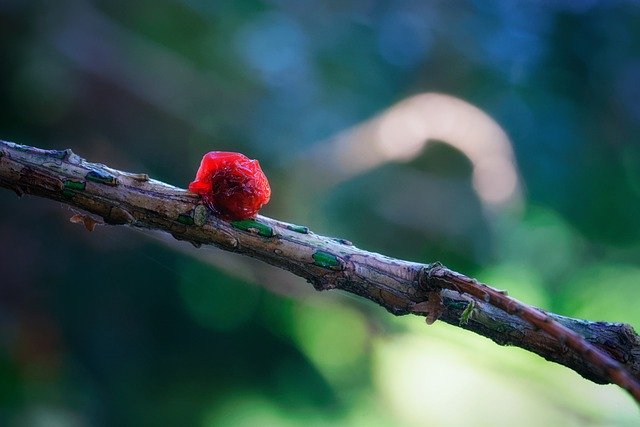 Descarga gratuita de imágenes macro de naturaleza, bosques, bosques al aire libre, para editar con el editor de imágenes en línea gratuito GIMP