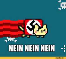 Free download Nein Cat (Gif) free photo or picture to be edited with GIMP online image editor