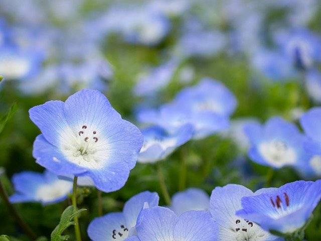 دانلود رایگان Nemophila Spring Flowers - عکس یا تصویر رایگان قابل ویرایش با ویرایشگر تصویر آنلاین GIMP