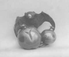 Free download Netsuke of Bat and Fruit free photo or picture to be edited with GIMP online image editor