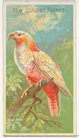 Free download New Zealand Parrot, from the Birds of the Tropics series (N5) for Allen & Ginter Cigarettes Brands free photo or picture to be edited with GIMP online image editor