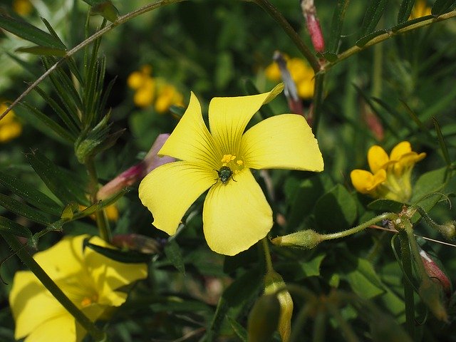 Free download nodding sorrel flower blossom bloom free picture to be edited with GIMP free online image editor