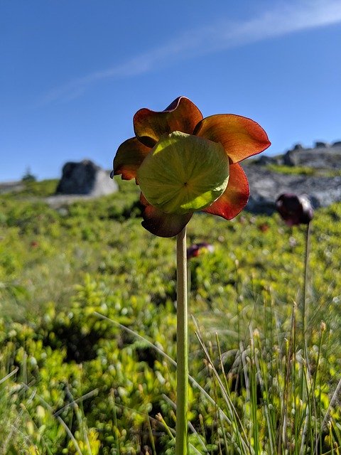 Download gratuito Northern Pitcher Flower Sarracenia - foto o immagine gratuita da modificare con l'editor di immagini online di GIMP