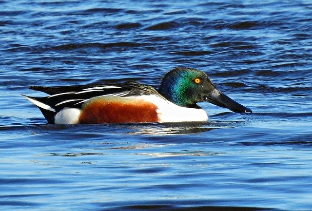 Free download northern shoveler duck plumage free picture to be edited with GIMP free online image editor