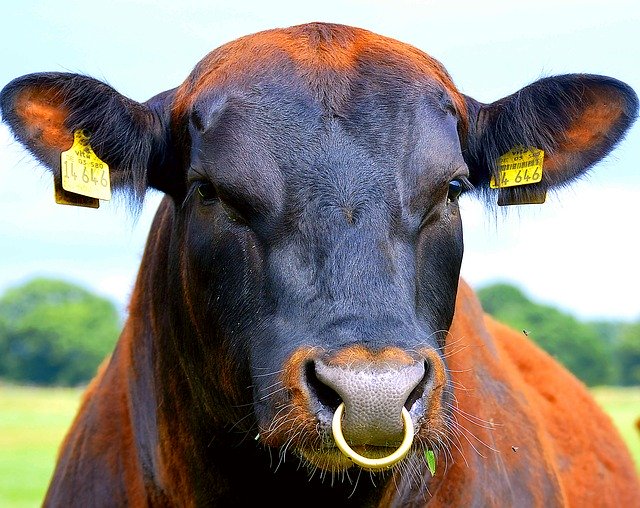 Free download nose ring bull beef ear tag free picture to be edited with GIMP free online image editor