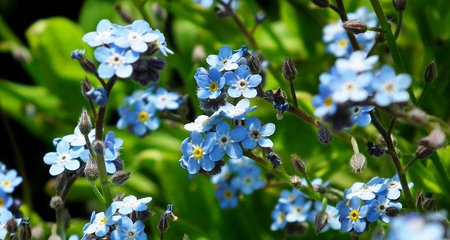 Muat turun percuma templat foto percuma Nots Blue Flowers untuk diedit dengan editor imej dalam talian GIMP