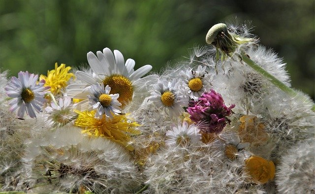 Free download nuns wild flowers chamomiles down free picture to be edited with GIMP free online image editor