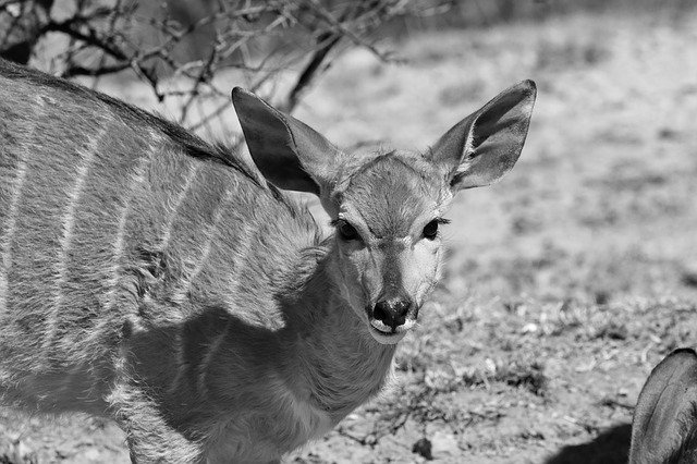 Kostenloser Download Nyala Horns Portrait - kostenloses Foto oder Bild zur Bearbeitung mit GIMP Online-Bildbearbeitung