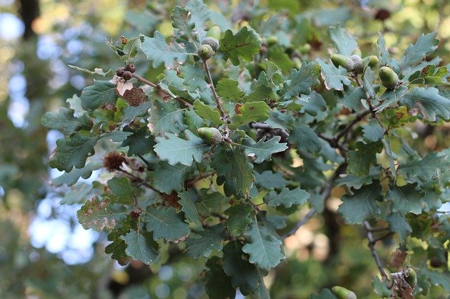 Безкоштовно завантажте Oak Tree Nature - безкоштовну фотографію чи зображення для редагування за допомогою онлайн-редактора зображень GIMP