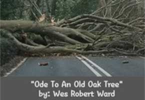 Free download Ode To An Old Oak Tree free photo or picture to be edited with GIMP online image editor