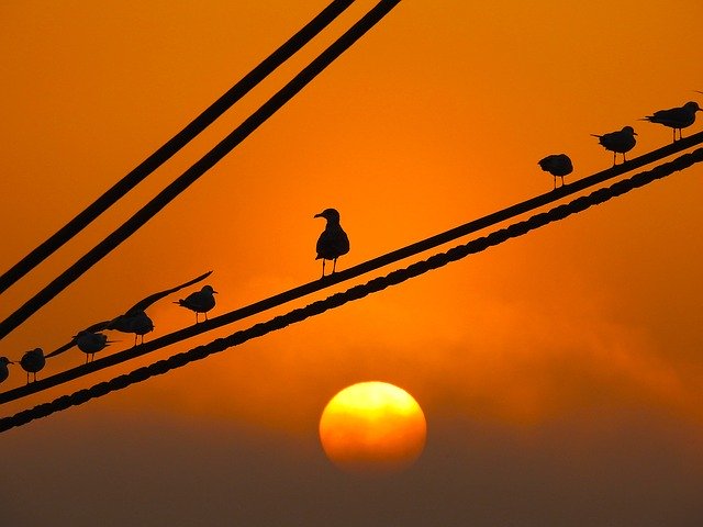 Ücretsiz indir Sunset Martılar Teklifi - GIMP çevrimiçi resim düzenleyiciyle düzenlenecek ücretsiz fotoğraf veya resim