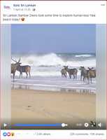 Free download Old Video shared in a misleading way as deer in Yala during SL Lockdown free photo or picture to be edited with GIMP online image editor